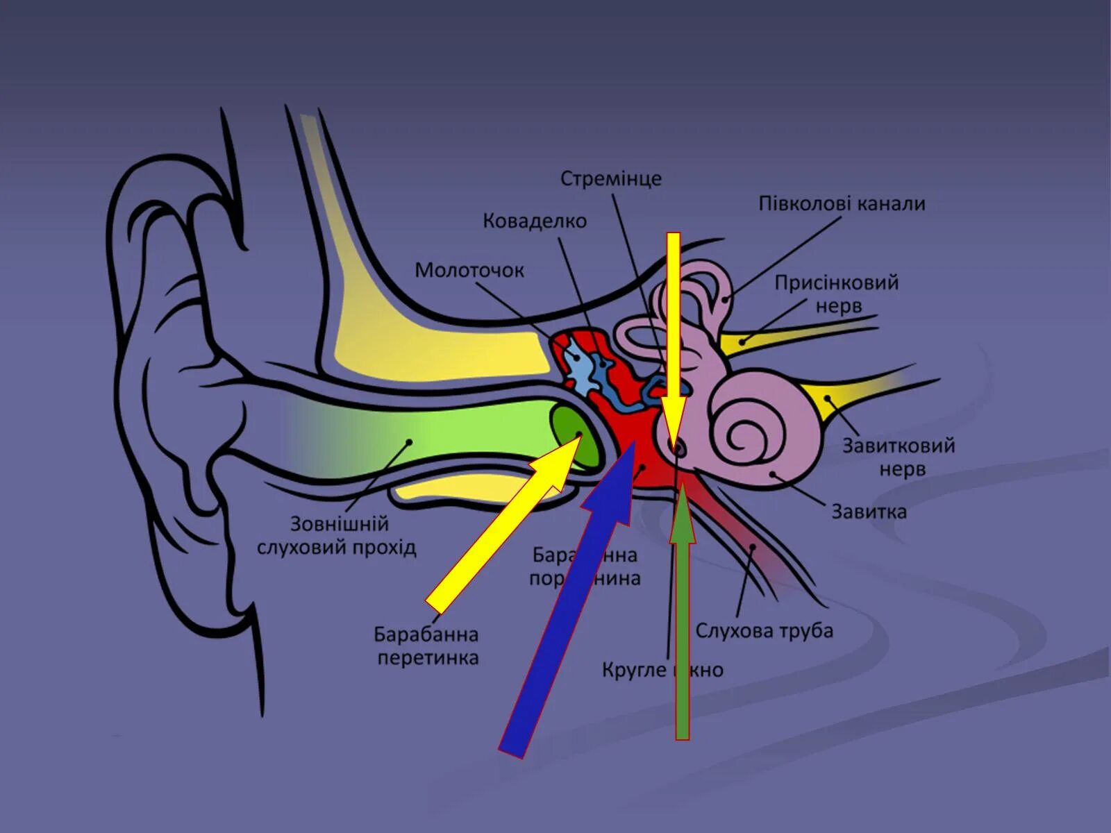 Часть вестибулярного аппарата в ухе. Схема слуховой сенсорной системы. Схема строения слуховой сенсорной системы. Слуховая сенсорная система рисунок. Слуховая сенсорная система анатомия.
