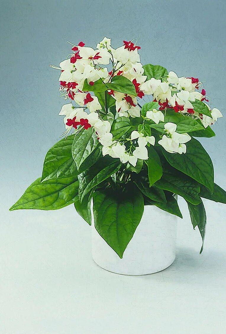 Комнатный цветок с белыми цветами название. Цветок Томпсона клеродендрум. Томсона клеродендрум Томпсона. Клеродендрум листья.