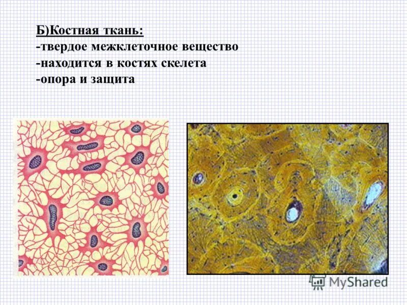 Межклеточное вещество находится. Костная ткань клетки и межклеточное вещество. Костная ткань строение межклеточное. Межклеточное в-во в костной ткани. Костная ткань плотное межклеточное вещество и.