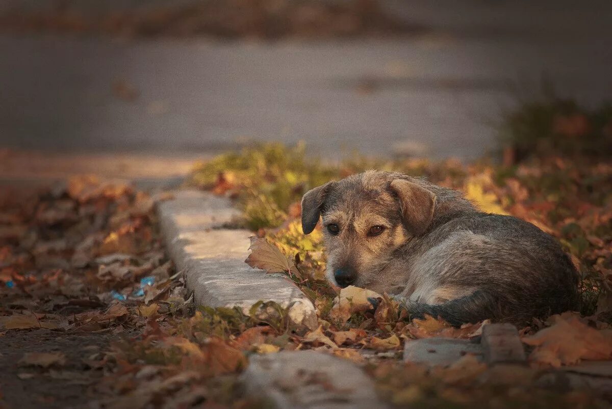 Осень грустит. Бездомные животные. Бездомные собаки. Грустная собака. Грустный щенок.