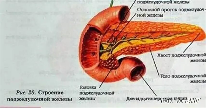 Неоднородная структура поджелудочной железы