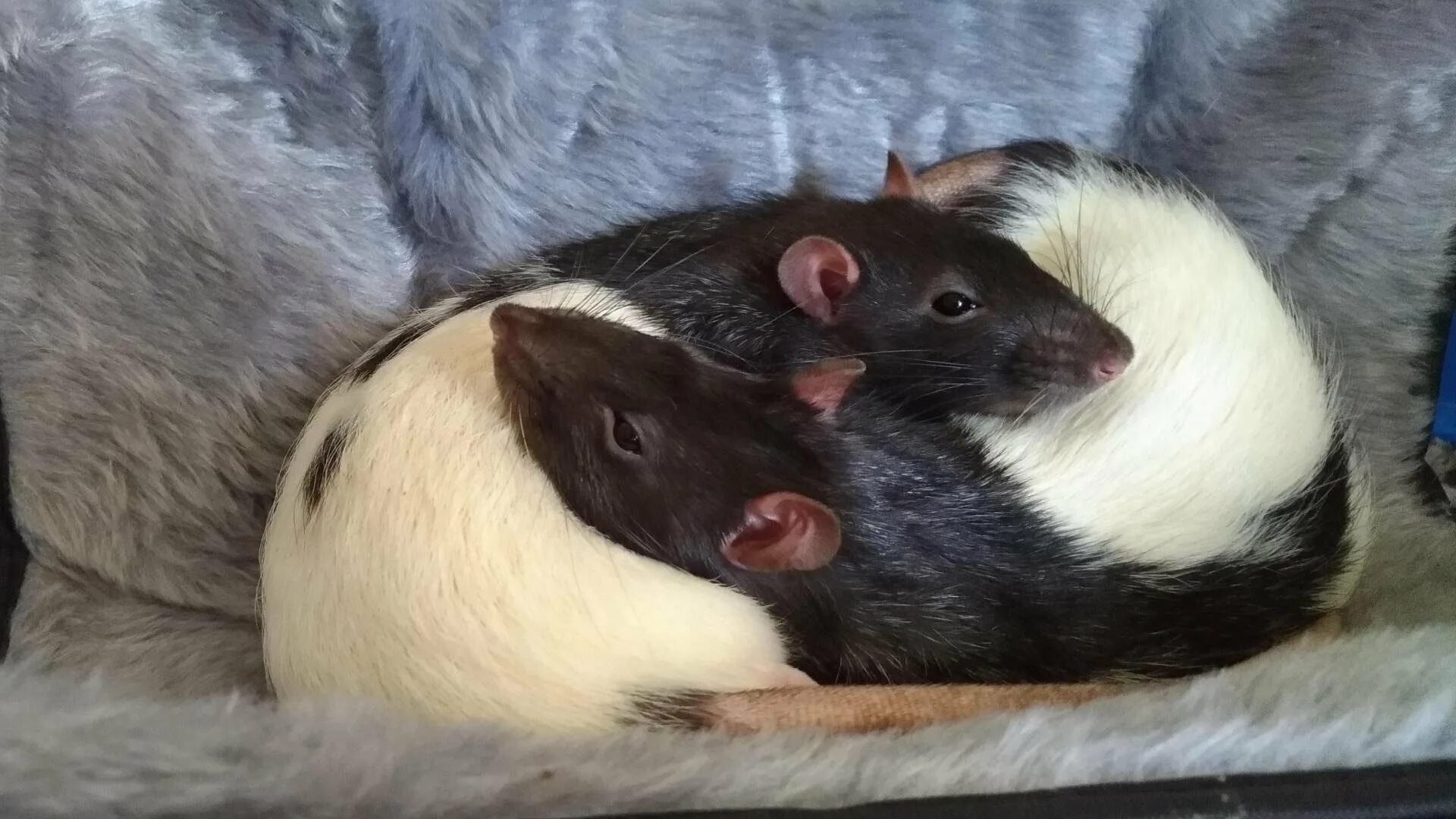 Влюбленные крысы. Крысы пара. Крыски обнимаются. Крыса обнимает. Две крысы.