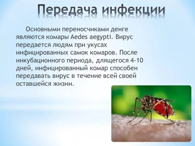 Комары переносчики заболеваний. Членистоногие - переносчики лейшманиозов:. Членистоногие, которые являются переносчиком лейшманиоза. Как выглядит комар переносчик Денге. Назовите членистоногих, являющихся переносчиками лейшманиоза?.