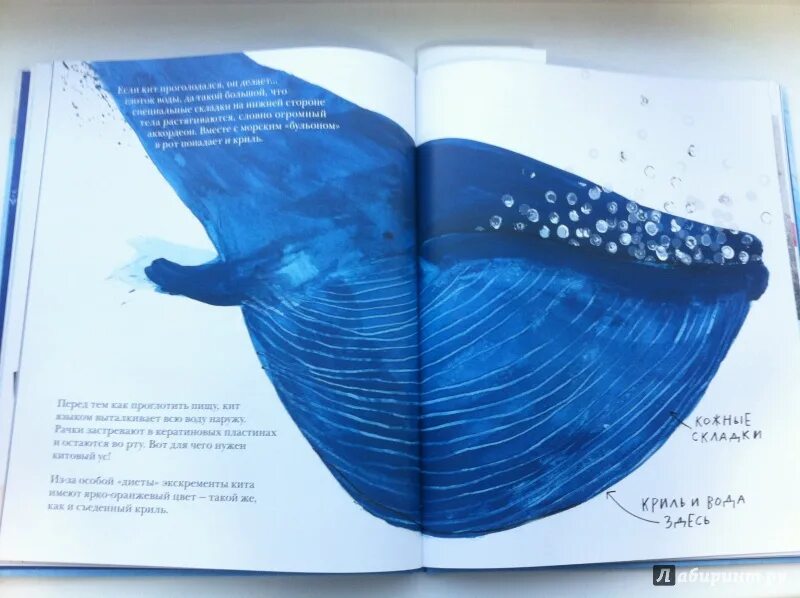 Книга про кита. Дженни Десмонд «синий кит». Иллюстрации из книги синий кит Десмонд. Синий кит книга. Книги про синих китов.