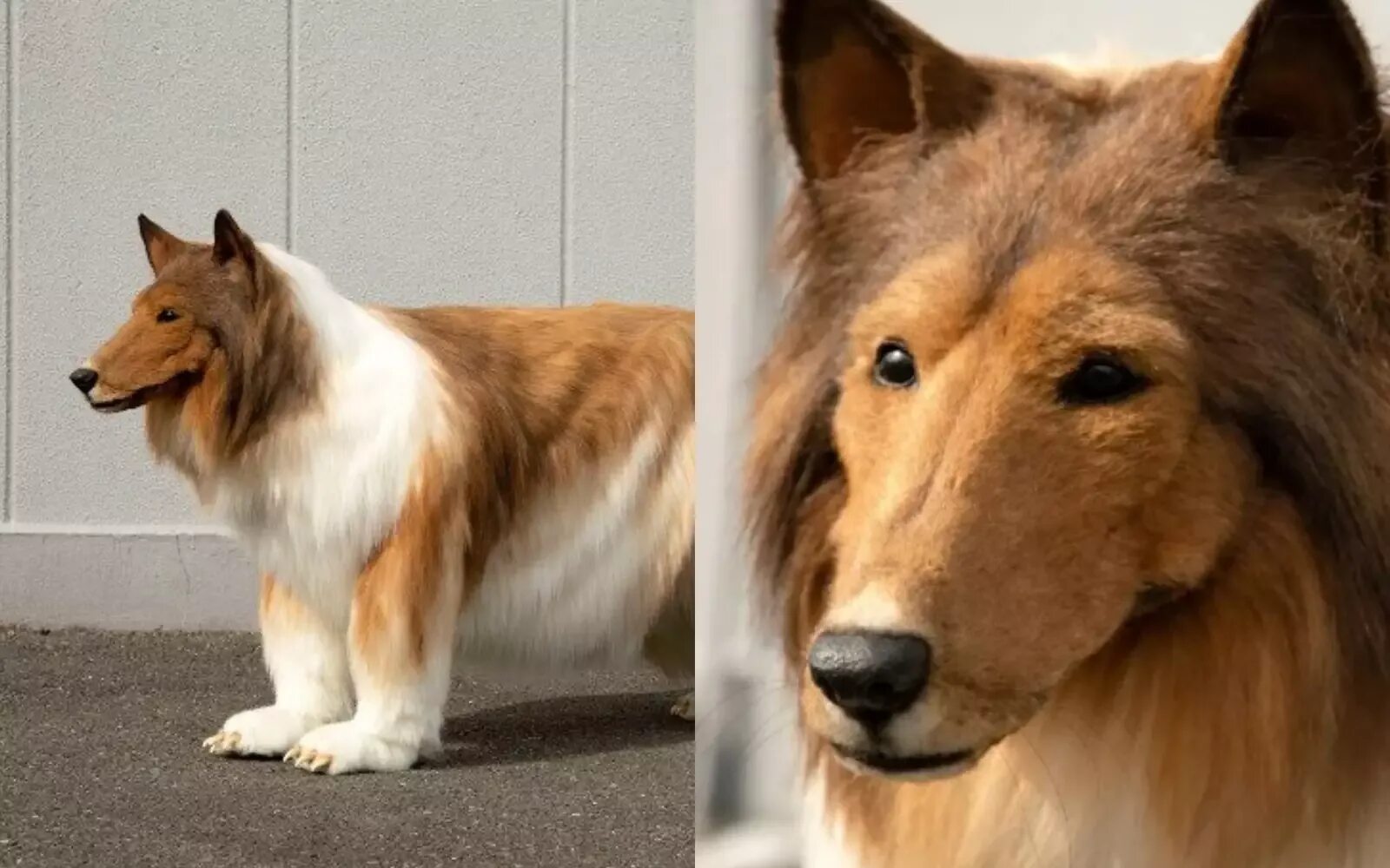 Japonês gasta 2 milhões de ienes para realizar sonho de ser cachorro Факты ВКонт