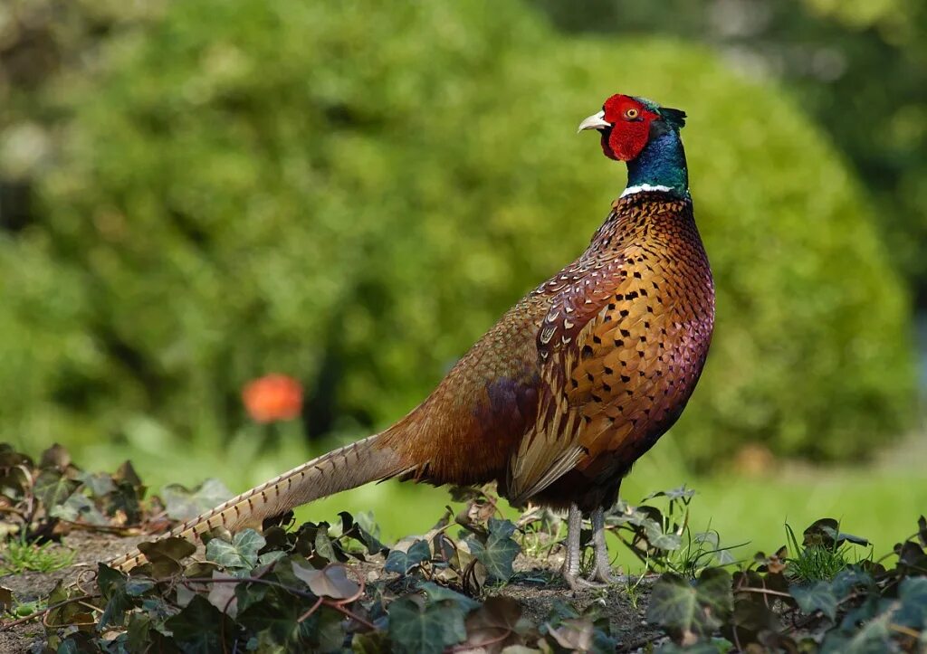 Фазан фото. Маньчжурский фазан. Phasianus colchicus. Золотой Королевский фазан. Грузинский фазан.