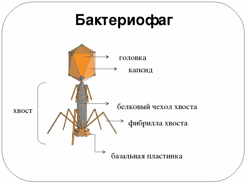 Бактериофагия