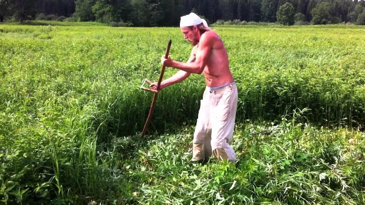 Как правильно косить высокую траву. Покос травы. косить траву. коса для покоса травы. косы косить траву.