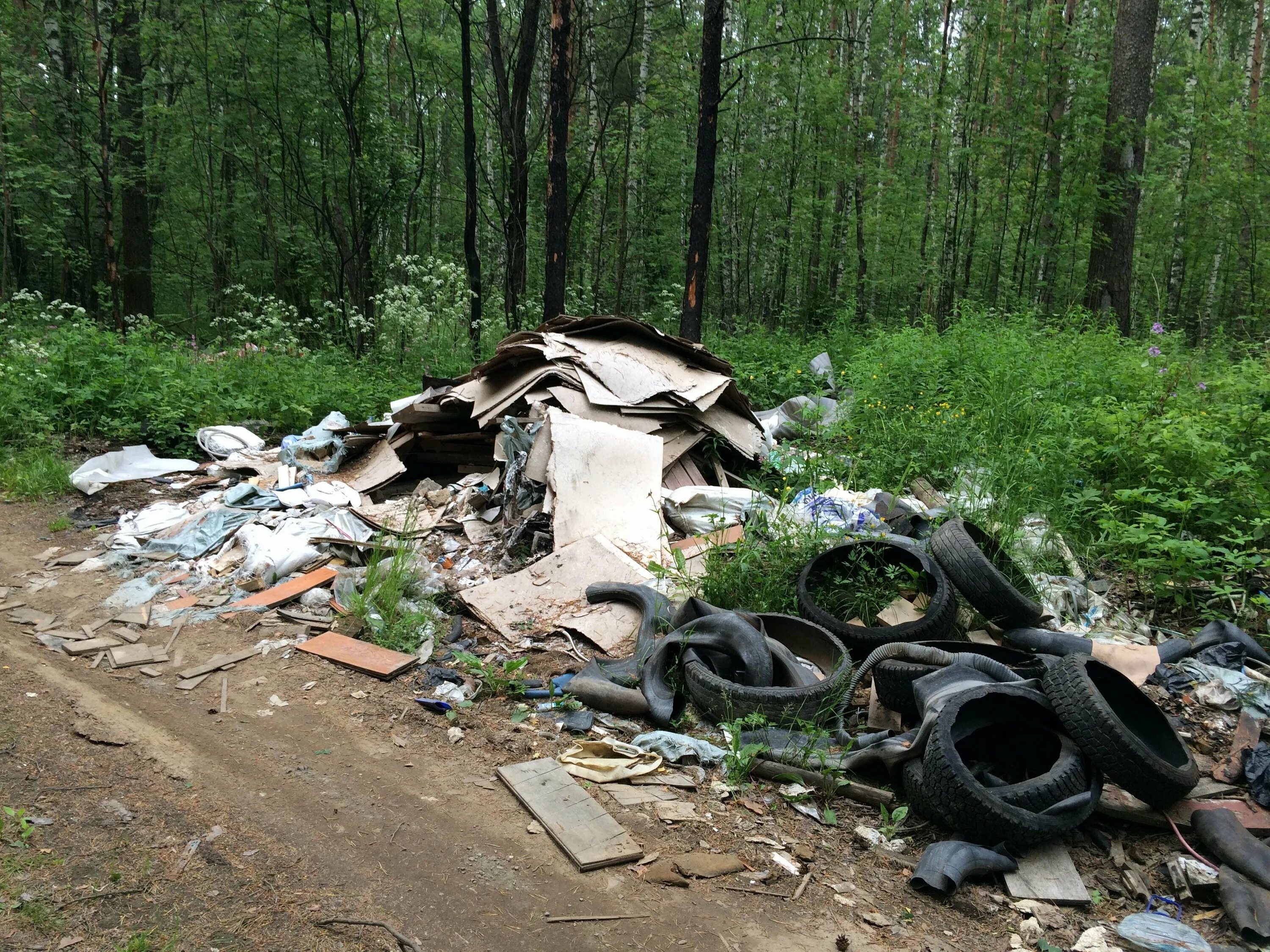 Мусор в лесу. Леса в мусоре. Загрязнение лесов. Засорение лесов. 1 загрязнение леса.