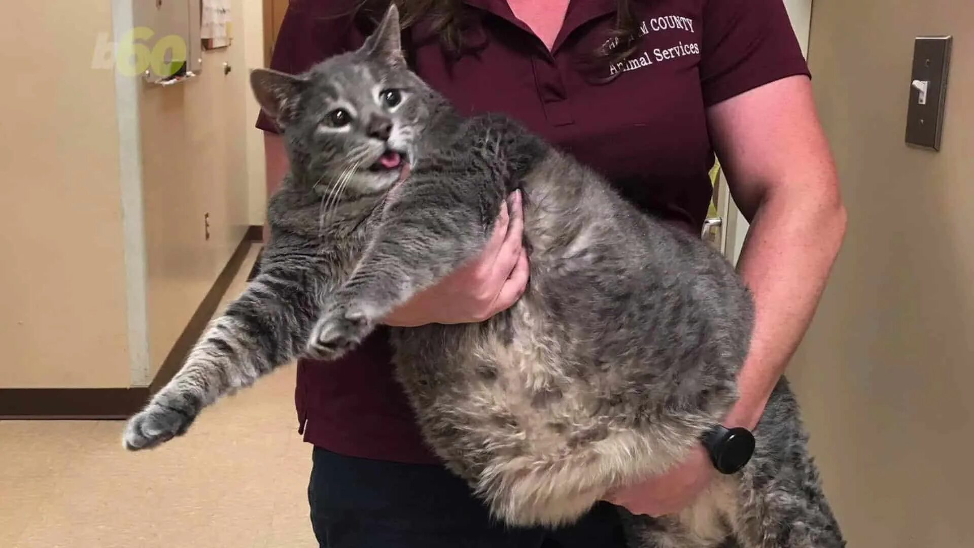 Кот 11 кг. Ожирение у кошек. толстые коты. коты с ожирением. самый толстый кот в мире.