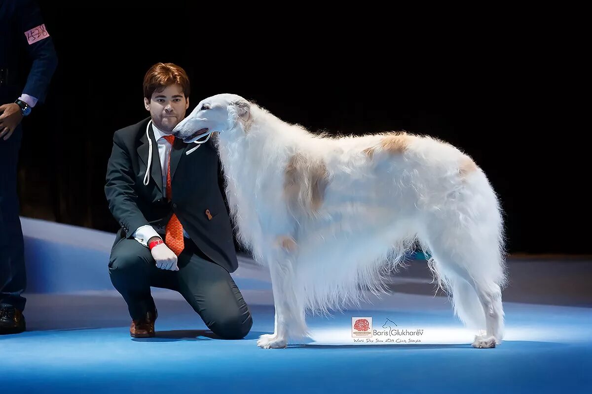 Шпиц чемпион россии. Мальчик с кубком. Молодые чемпионы. Юный чемпион нкп. Юный чемпион беларуси.