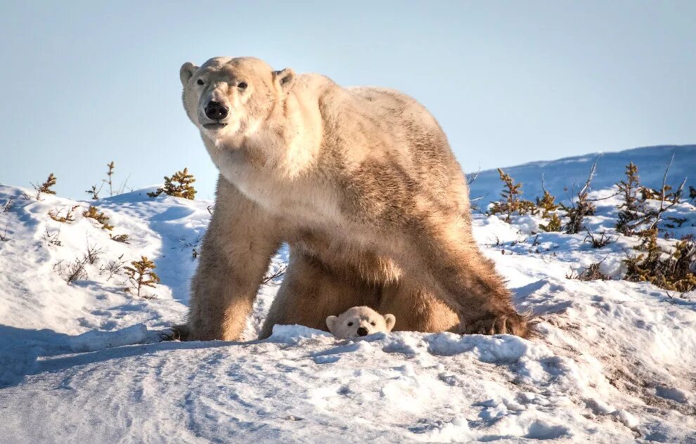 Белый медведь в Евразии обитает. Белый медведь рычит. Белые мишки национального парка Вапуск, Канада. Медведь и кондиционер.