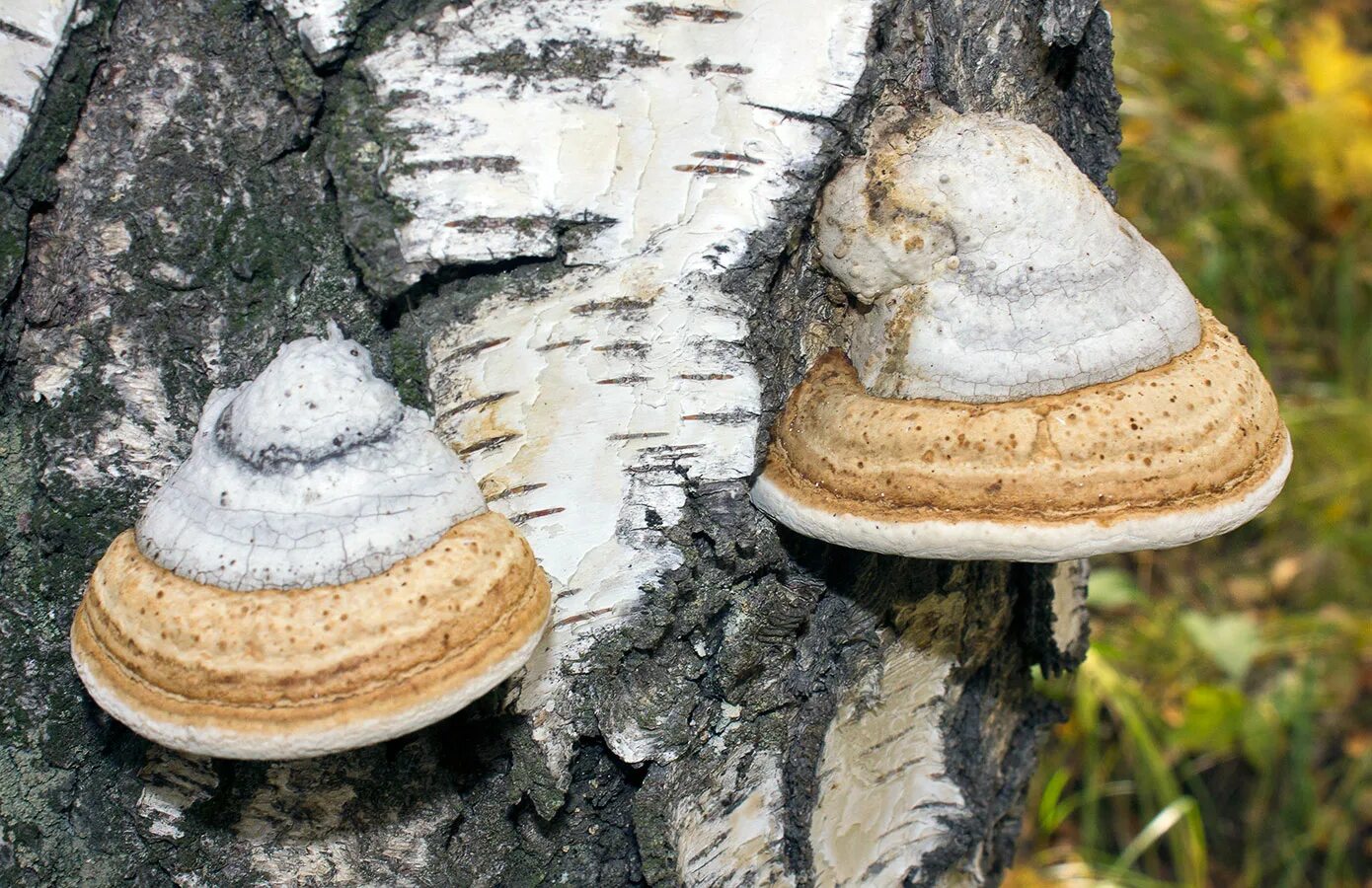 Трутовики вред. Трутовик настоящий fomes fomentarius. Трутовик обыкновенный fomes fomentarius. Трутовик ивовый. Гриб трутовик настоящий.