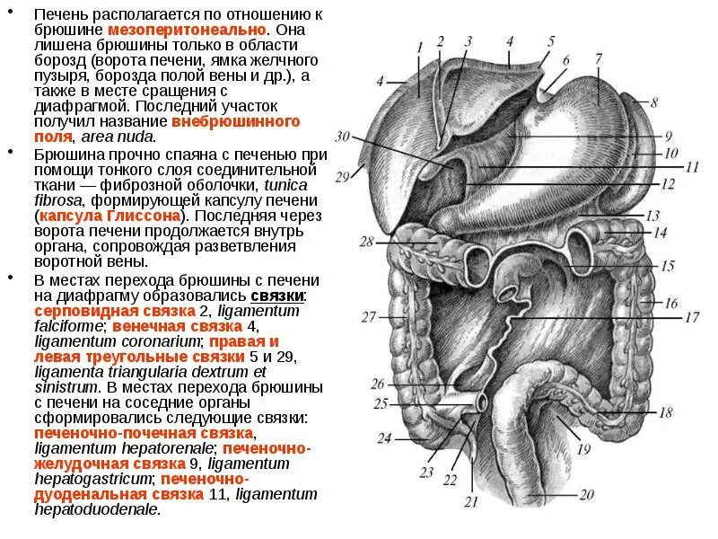 Какие железы расположены в брюшной полости. Строение брюшины и брюшной полости. Строение листков брюшины. Брюшина анатомия человека атлас. Полость брюшины анатомия.