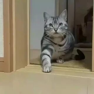 Тапа котик