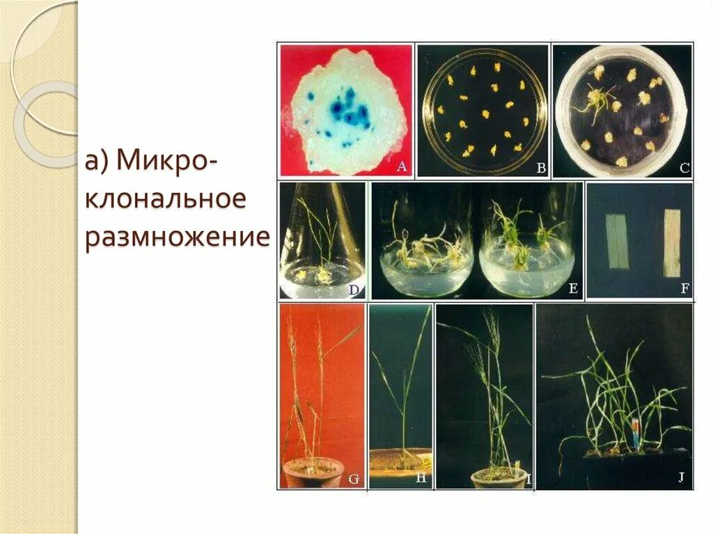 Метод культуры тканей микроклональное размножение. Микроклональное размножение (культура органов растений). Методы культивирования изолированных тканей и клеток растений. Суспензионное культивирование клеток растений.