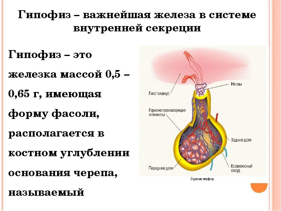 Гипофиз относятся к железам. Функции гипофиза железы внутренней секреции. Гипофиз железа строение. Гипофиз железа внутренней секреции. Строение гипофиза железы внутренней секреции.