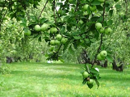 Какие фрукты росли в коломенском