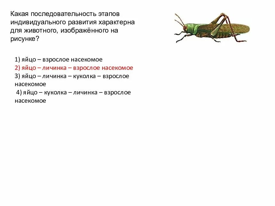 Какой тип развития характерен для кузнечика. Фаза индивидуального развития характерно для насекомых. Какой Тип развития характерен для. Какой Тип развития характер. Какой Тип развития изображен на рисунке?.