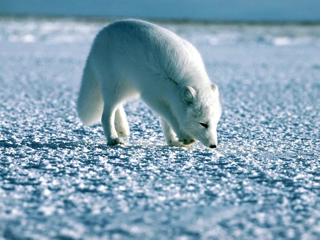 Какой зоне водятся белые медведи песцы лемминги. Песец. Песец животное Арктики. Песец фото. Животные тундры.