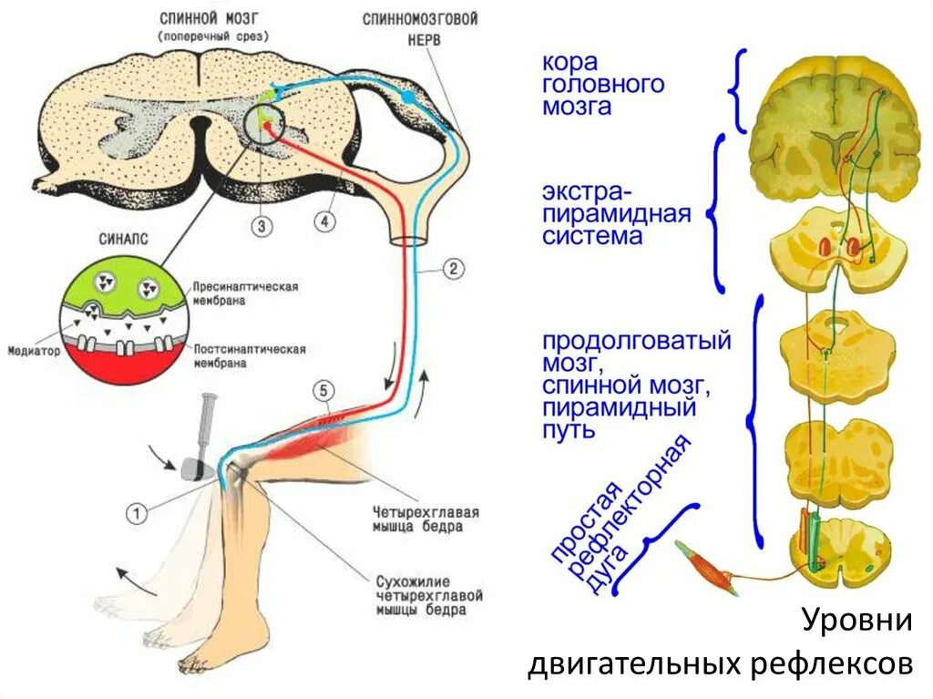 Двигательный центр спинного мозга. Классификация соматических рефлексов спинного мозга. Двигательные рефлексы спинного мозга. Дугу спинно-мозгового рефлекса. Классификация двигательных рефлексов спинного мозга.