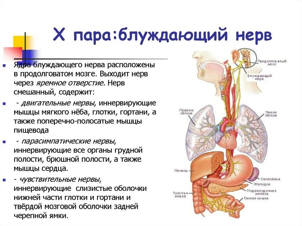 Поражение блуждающего нерва. Блуждающий нерв функции пищеварительной системы. Блуждающий нерв нерв функции. Блуждающий нерв защемление. Блуждающий нерв функции неврология.