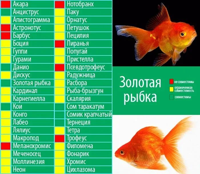 Таблица совместимости креветок с аквариумными рыбками. Золотая рыбка совместимость с другими рыбками. Совместимость рыб в аквариуме таблица. Золотая рыбка совместимость с другими рыбками. Таблица совместимости аквариумных рыбок тернеция.
