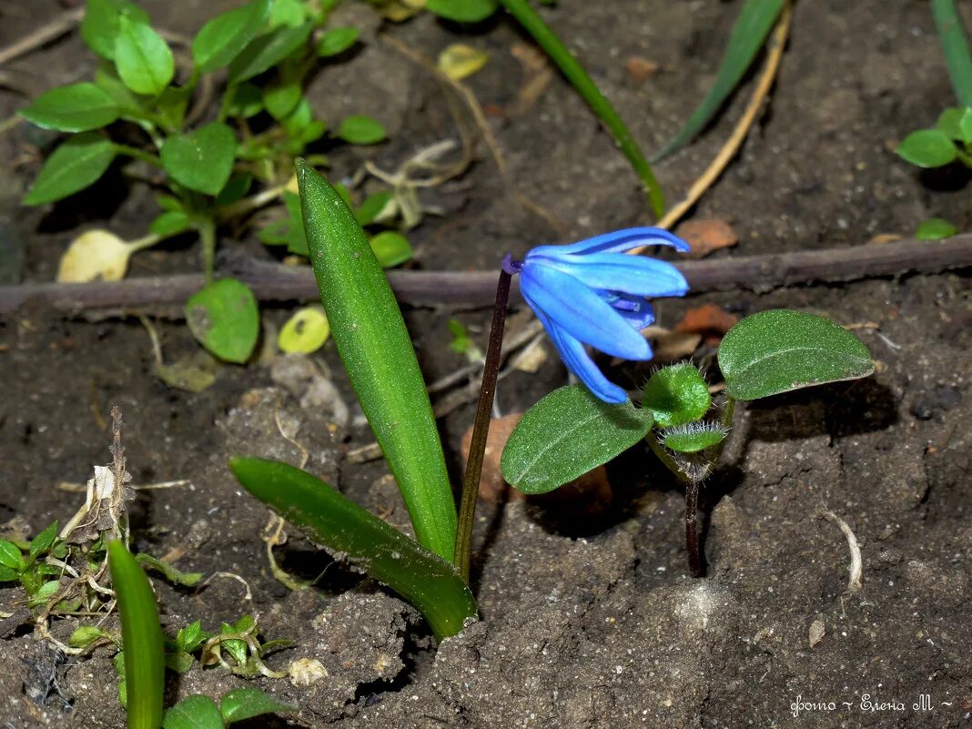 пролеска корень. плод пролески. как размножить подснежники. луковицы пролески. подснежник строение цветка.
