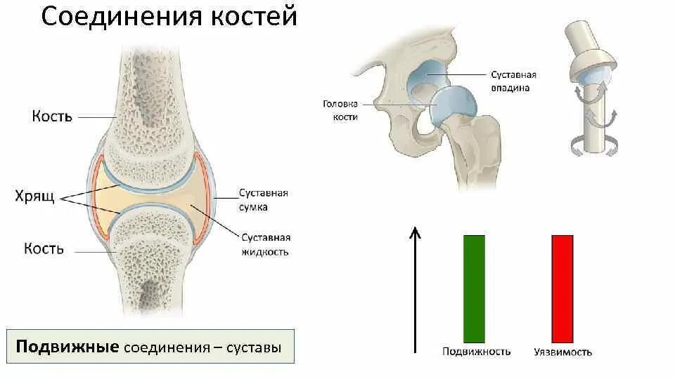 Суставное соединение костей