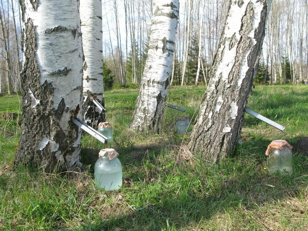 Сокодвижение у березы. Почему в ряде случаев на месте березового. Береза и березовый сок. Почему в ряде случаев на месте березового. Береза и березовый сок.