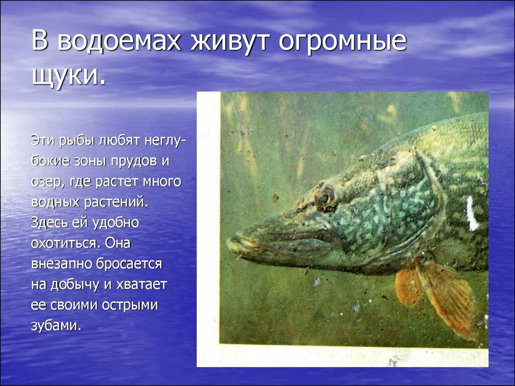 Рыбы обитатели водоемов. Рыбы которые обитают в водоемах. Щука обитатель водоема. Рыбы живущие в пресной воде