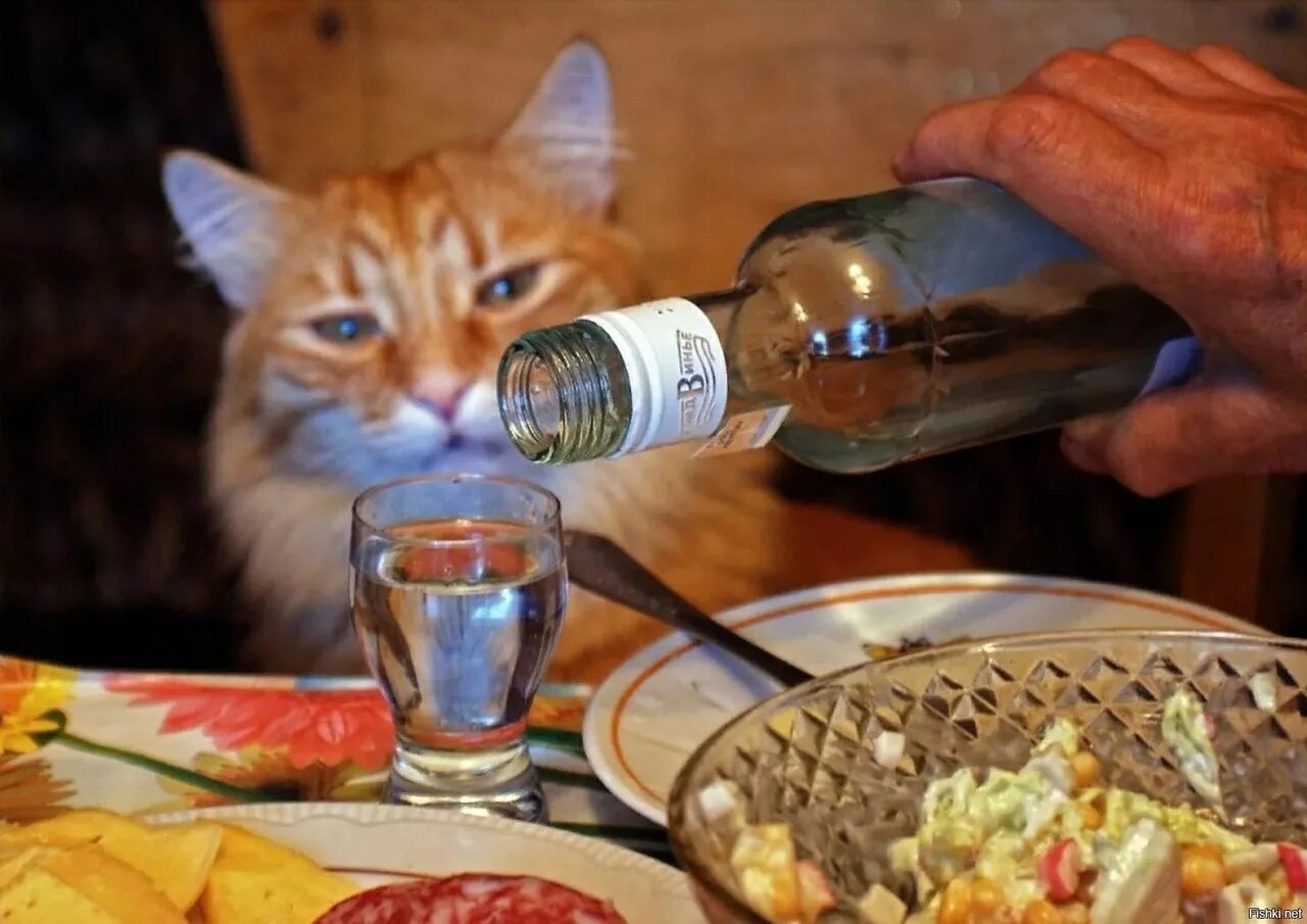 Сколько коты пьют в день. Кот с выпивкой. Кот с рюмкой.
