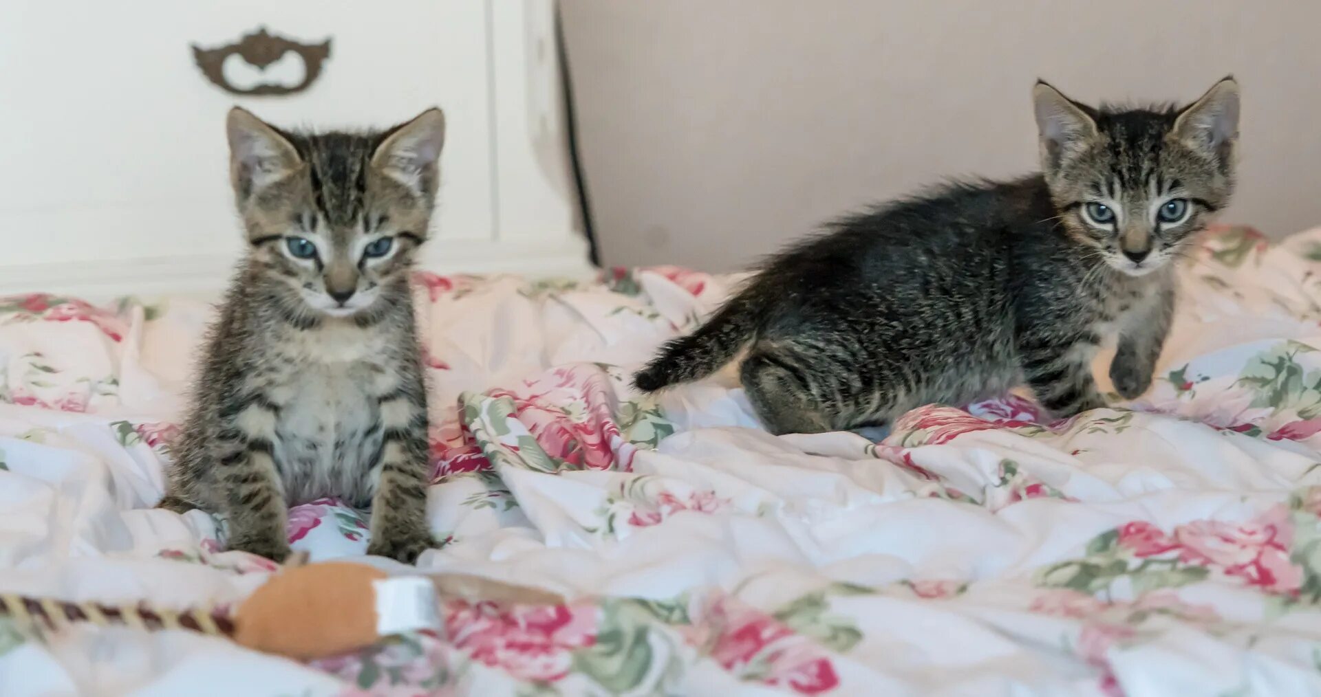 Котята в добрые пенза. Европейская короткошерстная кошка котята. европейский котенок. катята европейскайкошки. европейская котенок европейский котенок.