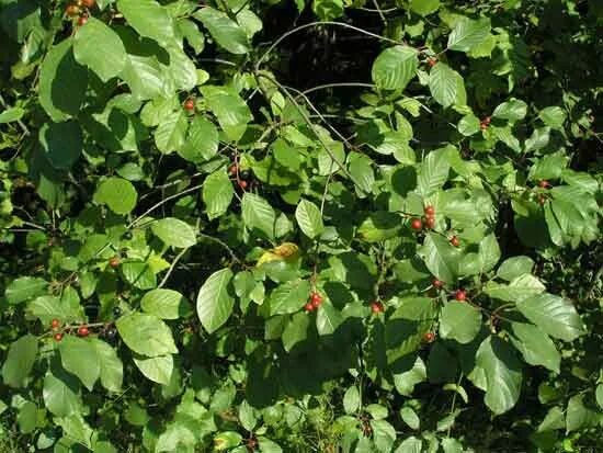 Rhamnus cathartica - Image of an specimen - Plantarium
