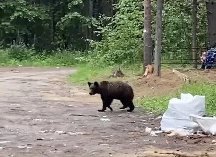 Продолжи медведь