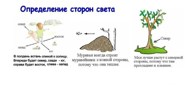 Как отличить без. Как определяются стороны света. Как определить стороны света. Методы определения сторон света. Как можно определить стороны света.