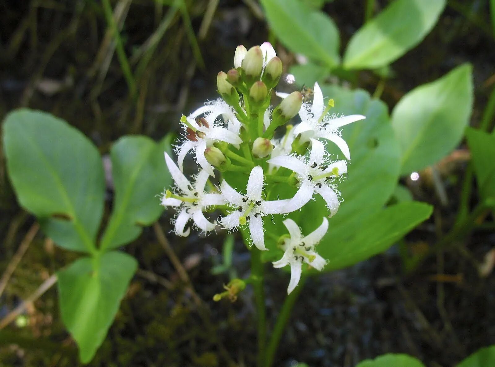 MENYANTHES trifoliata, Trèfle d'eau, berge, blanc Flowers, Plants, Garden