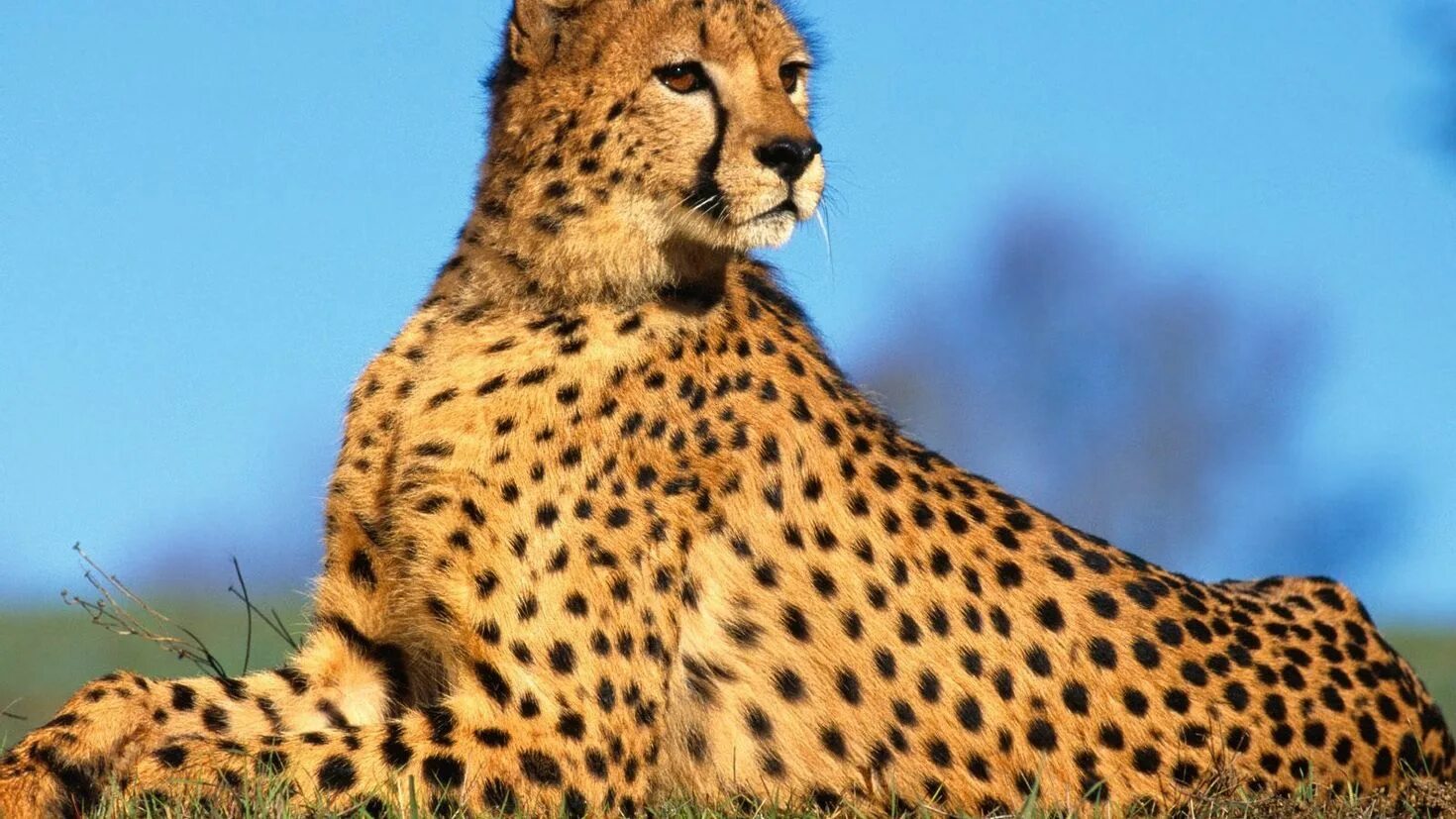 Темминка — золотистая азиатская кошка. Семейство кошачьих 6 букв. Дымчатый леопард (neofelis nebulosa),. Тайваньский дымчатый леопард. Кошачье семейство.