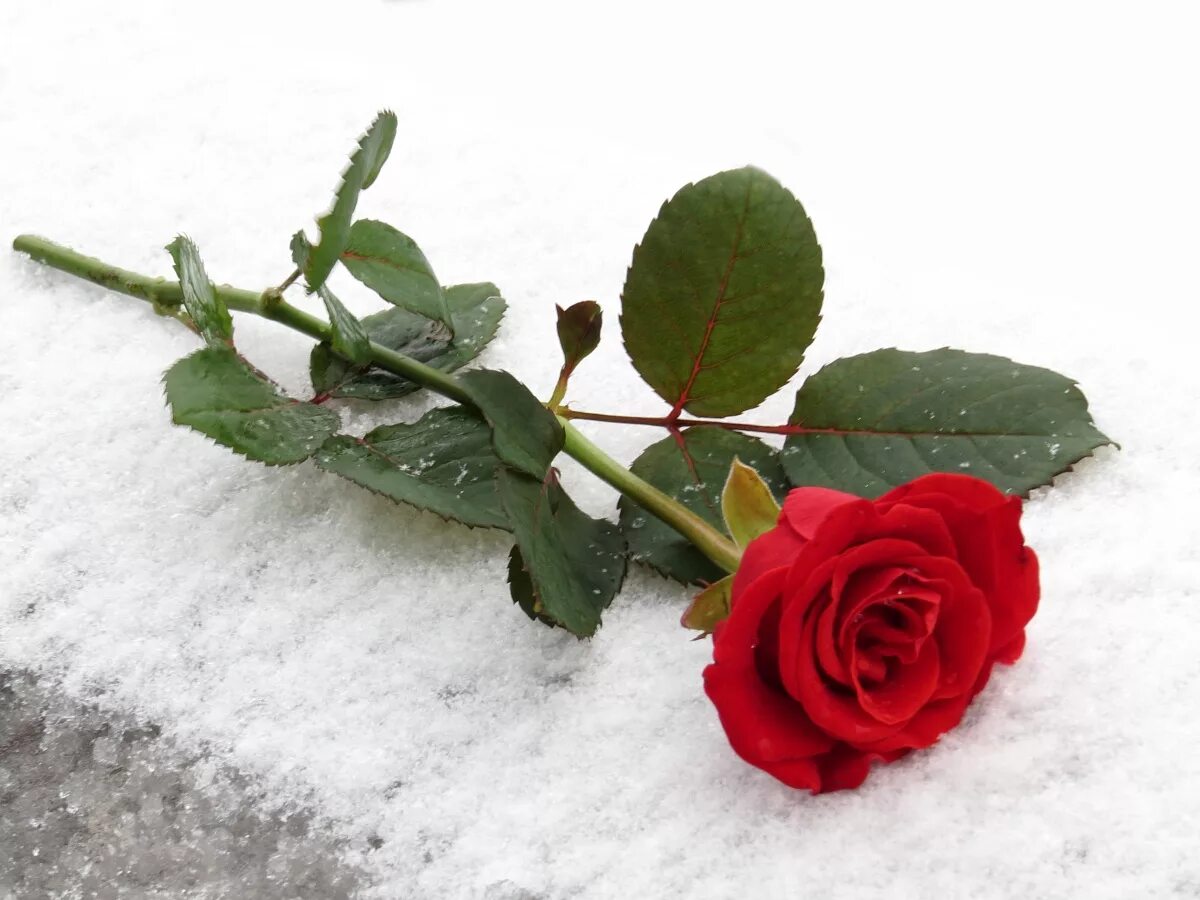 Красные цветы зимние розы. Роза Амороза. Розы на снегу. Роза лежит. Цветы зимой.