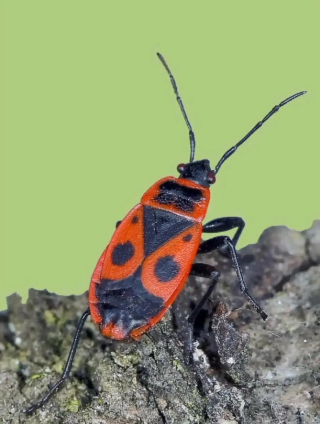 Жук пожарник клоп солдатик. Клоп-солдатик – Pyrrhocoris apterus. Жук красноклоп. Жуки пожарники-солдатики. Клоп солдатик описание