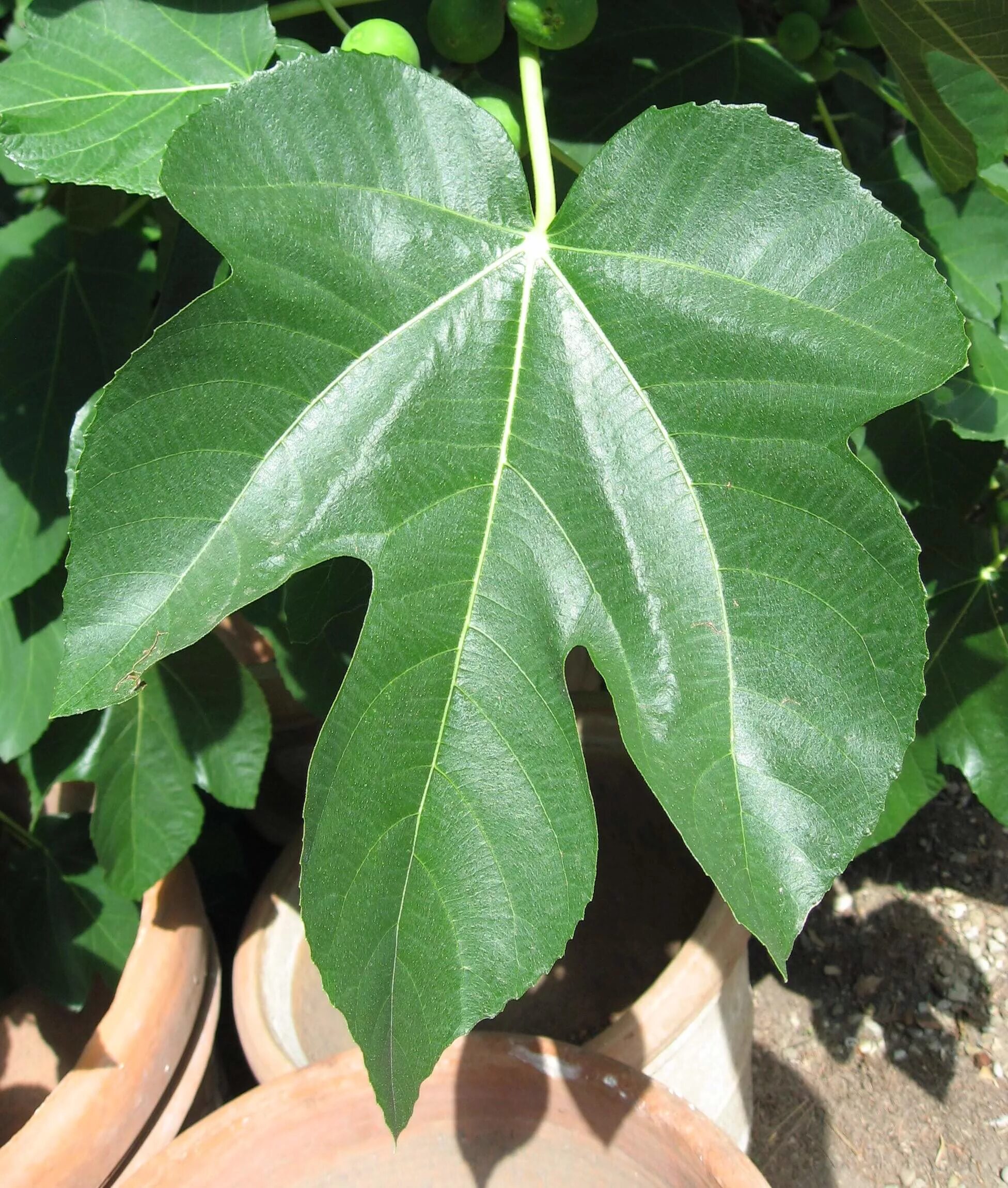 Фикус карика сорта. Липа каролинская. Дерево с крупными листьями. Фикус толстолистный. Каштан маньчжурский.