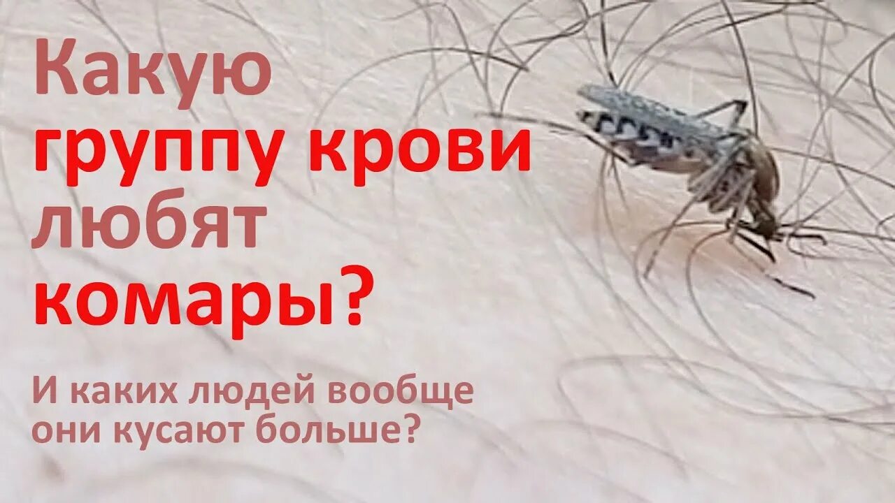Какую кровь предпочитают комары. Какую группу крови чаще кусают комары. Какую группу крови не кусают комары.
