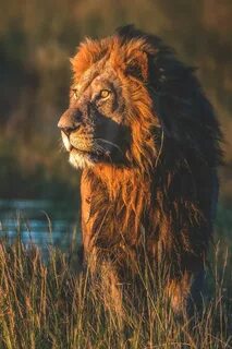 Wildlife lion