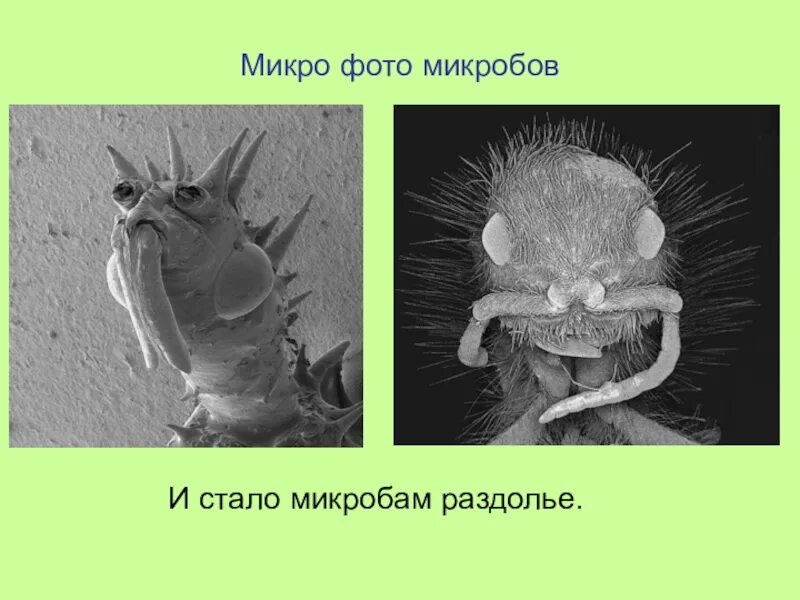 Микроб микро. И стало микробам раздолье. инстинкт у микроба. я стал микробом.