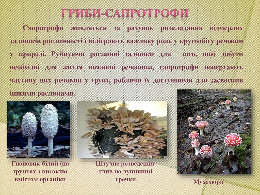 3 являются сапротрофами