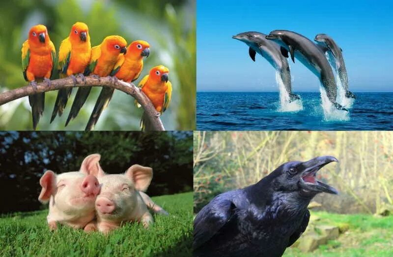 Поведенческие приспособления животных. Поведение насекомых инстинкты. Физиологические основы сознания. Уровни развития психики живых организмов. Основные направления эволюции схема.