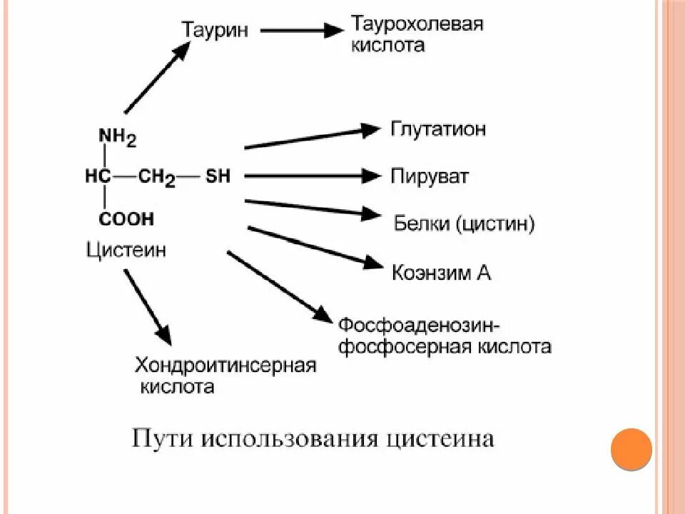 Обмен белков в печени. Обмен простых белков и аминокислот в клетках. Метаболизм аминокислот биохимия. Презентация на тему обмен белков. Обмен простых белков и аминокислот биохимия.