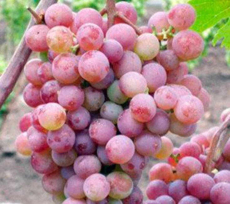 Grapes Muscat the pink early: description of a grade, photo, responses Lifestyle