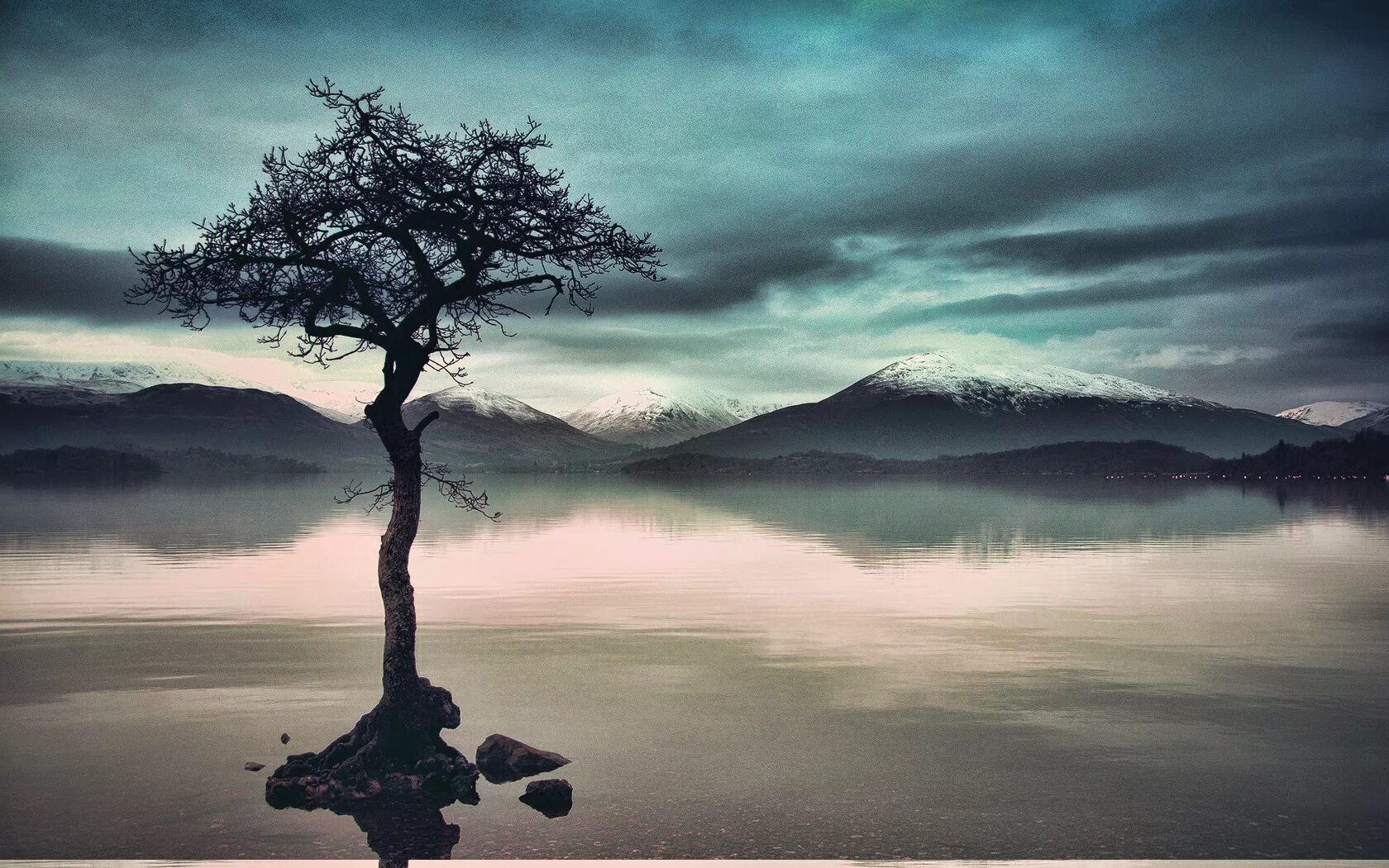 Одинокое дерево. Мрачное одинокое дерево. Одинокое грустное дерево. Одинокие деревья. Одиночество дерево.