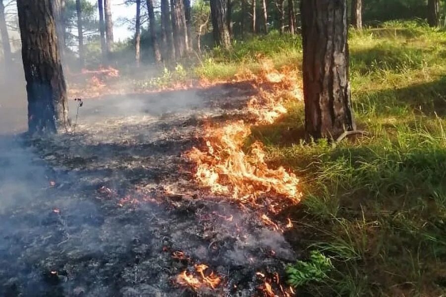 Лесные пожары. Летом в лесу бушевали пожары. Пожары от костров. Лесные пожары МЧС.